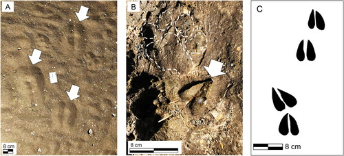 Figure 10. Modern artiodactyl tracks from Olduvai Gorge region. A. Fresh giraffe (Giraffa camelopardalis) footprints in loose sandy sediment from the plains surrounding Olduvai Gorge. The tracks were produced by a small herd of individuals of different ages/sizes. B. Arrow indicating medium-sized bovid footprint (probably wildebeest, gazelle, or antelope) in the soft muddy lakeshore sediments of the present-day saline/alkaline Lake Ndutu, Tanzania (situated approximately 35 km west of Olduvai Gorge). Dashed white outline indicates a carnivore track in the same image. Photographs from June 2019. C. Outline of a modern Waterbuck trackway from Tanzania. Silhouette modified from photograph (2019).