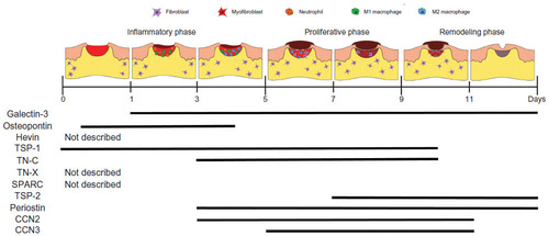 Figure 4 Temporal expression profiles of matricellular proteins during skin healing.
