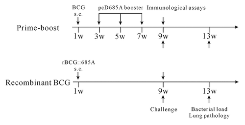 Figure 6. Immunization scheme for 2 regimens. For prime-boost regimen, C57BL/6 mice were first immunized s.c. with a dose of 106 CFU of BCG, then 100 μg pcD685A DNA was injected intramuscularly 2 weeks later and repeated twice with 2-week intervals. For recombinant BCG regimen, mice were vaccinated once with 106 CFU of rBCG::685A. PBS was used as negative control. Nine weeks after the immunization, 7 mice were challenged with 106 CFU M. tuberculosis H37Rv and 5 mice were used for the immunological assays. All experiments were repeated twice.