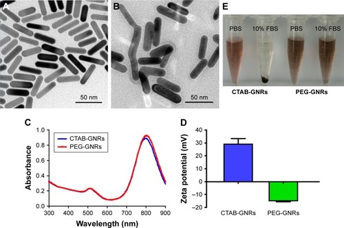 Figure 2 Characterization of PEG-GNRs.Notes: TEM images of (A) CTAB-GNRs (×60K) and (B) PEG-GNRs (×80K). (C) Absorption spectra of CTAB-GNRs and PEG-GNRs (Au: 20 µg mL−1). (D) Zeta potentials of CTAB-GNRs and PEG-GNRs (n=3). (E) The stability of CTAB-GNRs and PEG-GNRs in 10% FBS diluted with PBS or PBS, respectively. CTAB-GNRs, CTAB-coated GNRs; PEG-GNRs, PEG-coated GNRs.Abbreviations: CTAB, hexadecyl trimethyl ammonium bromide; GNRs, gold nanorods; PEG, polyethylene glycol; TEM, transmission electron microscopy.