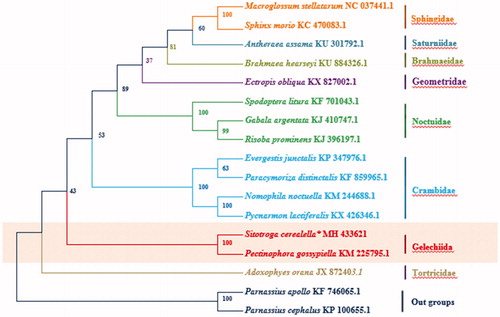 Figure 1. The ML phylogenetic tree of 17 Lepidoptera taxas. The phylogenetic tree was constructed by MEGA 6.0 and Bootstrap support is shown at nodes.