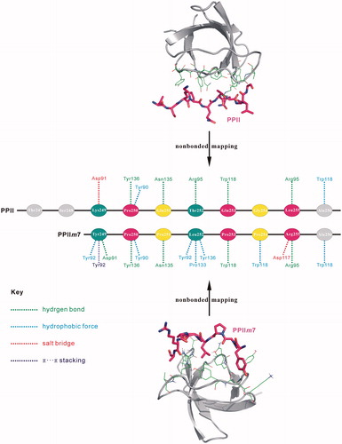 Figure 6. Comparison between the nonbonded interaction patterns across the complex interfaces of c-Src SH3 domain with PPII and PPIIm7 peptide ligands. The nonbonded interactions were identified using PLIP server [Citation27].