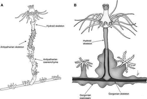 Figure 3. Scheme of the two associations. A, Ectopleura sp. on Antipathella subpinnata. B, Ectopleura sp. on Eunicella cavolinii. The distal portions of the hydrocauli have been represented as the coral tissue was removed to show the skeletons beneath.