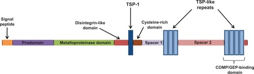 Figure 1 Schematic representation of the domain organization of ADAMTS-7/-12. The C-terminal COMP/GEP-binding TSP1 motifs are indicated.