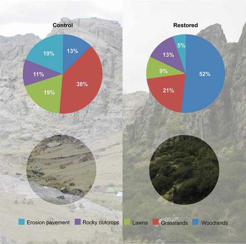 Figure 2. Proportion of each physiognomic unit in the control (left) and restoration (right) sites, 20 years after the start of the restoration project in 1997