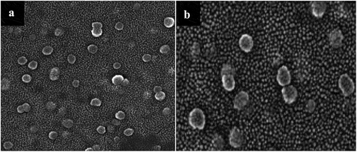 Figure 2. Electron micrographs of UK-LSA-CHT nanoparticles under the field of view of 100 nm and 150 nm.