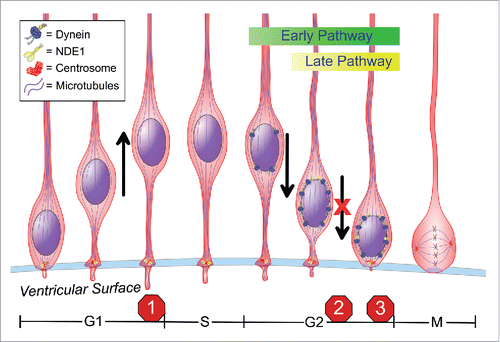 Figure 1. We have identified 3 distinct non-mitotic stages of the cell cycle where NDE1 is required in radial glia progenitor cells (RPGs): (1) regulation of primary cilium dynamics at the G1-to-S transition; (2) apical nuclear migration during G2; and (3) entry into mitosis at the G2-to-M transition. Cell cycle duration is not drawn to scale.