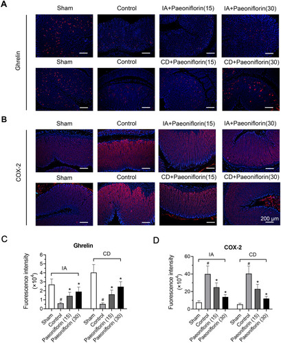Figure 3 Paeoniflorin regulates the levels of ghrelin and cyclo-oxygenase-2 (COX-2) in the stomach of FD rats. (A) Immunofluorescence images for ghrelin in the stomach were shown and (C) corresponding immunofluorescence intensity was quantified (n = 6/group). (B) Immunofluorescence images for COX-2 in the stomach was shown and (D) corresponding immunofluorescence intensity was quantified (n = 6/group). Red cells were positive for ghrelin and COX-2. Bars = 200 μm.