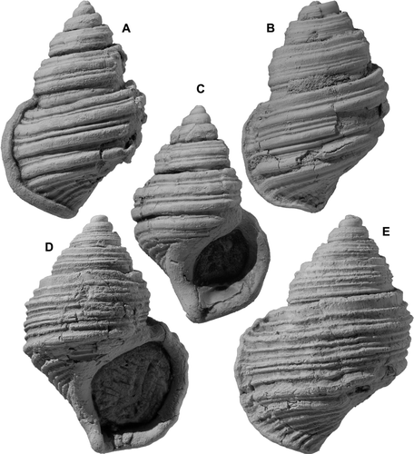 Fig. 9  Pelicaria granttaylori n. sp. (A,C) holotype, TM8594, GS11617, T22/f8537A, Hautawa Shellbed (early Nukumaruan), Hautawa Road, between Murimotu Valley, Rangitikei, and Turakina Valley; height 51.1 mm. (B) paratype, TM8701, GS4206, S22/f6444, Hautawa Shellbed (early Nukumaruan), Upokonui Stream, Parihauhau Road, NE of Wanganui; height 50.2 mm. (D,E) paratype, TM8702, GS13076, W19/f027, sandstone upstream from highway, Mohaka River, N Hawke's Bay, Mangapanian; height 56.3 mm.
