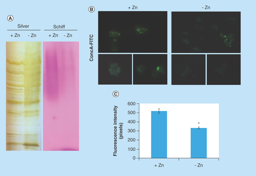 Figure 4.  Zinc deprivation alters proteins glycosylation.(A) Protein extracts of membranes were fractionated by electrophoresis and stained with periodic acid Schiff. The same extracts were stained with silver. (B) Fluorescence microscopy of P. lutzii cells that were cultured in the presence or absence of zinc for 24 h and subsequently incubated with ConA conjugated to FITC (increase of 40 times). (C) Fluorescence intensity graph. The data for fluorescence intensity evaluation were obtained through the AxioVision Software (Carl Zeiss). The values of fluorescence intensity (in pixels) and the standard error of each analysis were used to plot the graph. Data are expressed as mean ± standard error (represented using error bars), (*) represents p ≤ 0.05.ConA: Concanavalin A; FITC: Fluorescein isothiocyanate.