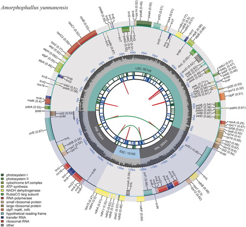 Figure 2. The circular map of the chloroplast genome of Amorphophallus yunnanensis. Genes belonging to different functional groups are plotted in the outer circle. The quadripartite structure, which consists of the LSC, the SSC, and two IR regions, is shown. The dark gray in the inner circle indicates the GC content of the chloroplast genome.