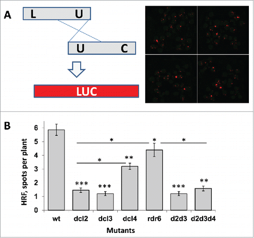 Figure 1. HRF in wt and mutant plants (A) A schematic representation of the luciferase-based recombination substrate and a representative image of recombination events in wt plants. The LUC-based recombination substrate consists of 2 truncated copies of the LUC gene with partial overlapping regions. Recombination events between the regions of overlap (depicted as “U”) result in the restoration of the LUC transgene. Transgene activity can be monitored by spraying plants with luciferin and counting recombination events using a special CCD camera. An example of the CCD camera image is shown. (B) HRF in wt plants and dcl mutants. HRF (an average number of spots per plant with SD) was calculated from 5 independent experiments. The asterisks show the difference in HRF either between wt and mutant plants or between mutant plants (the asterisks over horizontal bars). One asterisks is p < 0.05, two – p < 0.01, three – p < 0.001