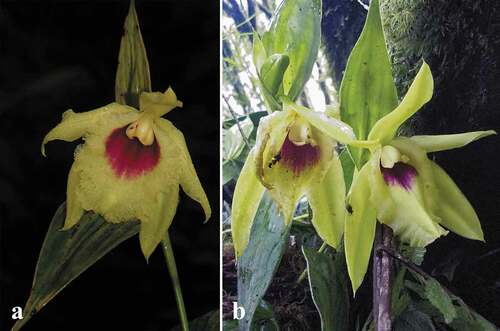 Figura 8. Sobralia turkeliae. A. Espécimen en flor, sector San Francisco, Zamora Chinchipe, A. J. Pérez et al. 8623. B. Espécimen en flor, Cordillera Ambitagua, Tungurahua. Fotos: A por F. Tobar y B por F. Recalde