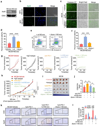 Figure 2. Exosomal apolipoprotein E mediated the M2-exo-induced ICB resistance. (A) Immune blotting validated the ApoE expression in exosomes derived from M0/M2 macrophages.(B) Intracellular green fluorescence of ApoE in MFC cells after co-culture with M0-exo or M2-exo. (C, D) Caspase 3/7 staining (C) and percent of survival cells (D) were detected in WT or Apoe−/− M2-exo pretreated MC38 cells or a control group that co-cultured with activated CTL. n = 3 per group. (E, F) Flow cytometry scatter diagram of PI and Annexin-V showed apoptosis (E) and percent of survival cells (F) of WT or Apoe−/− M2-exo pretreated MC38 cells or the control group that co-cultured with activated CTL. n = 3 per group.(G-I) Individual tumor growth curves (G), mean volume curves (H), and representative tumor images (I) of MC38 tumors that separated subcutaneously from mice or which were treated with anti-PD-1 antibody, anti-PD1+WT M2-exo in WT mice, or anti-PD-1+ Apoe−/− M2-exo in Apoe −/− mice. (J) Quantification of CD8/CD4 Ratio in MC38 tumors treated as indicated above. n = 5 per group. (K, L) Representative immunohistology images (K) and quantification (L) of the CD8+ T cells and ApoE+ tumor cells in the tumor slice of indicated four groups above. n = 5 per group. Error bars, SD. One-way ANOVA with Tukey’s multiple comparison posttest (D, F, I).