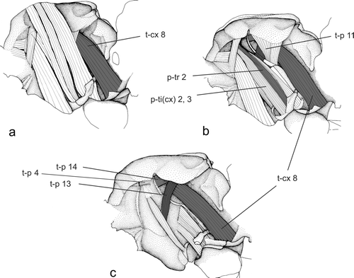 Figure 4a–c. Direct flight muscles of the mesothorax of Plecoptera (Brachyptera seticornis). (modified after Willkommen Citation2008).