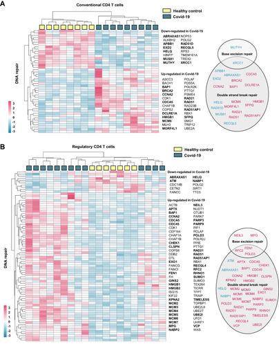 Figure 5 CD4 T cell expression of DNA repair genes in hospitalized Covid-19. Heatmaps generated from publicly available RNA sequencing data (GSE1794478) showing DNA repair genes significantly regulated in CD4 T cells from hospitalized Covid-19 patients compared to control. CD4+CD25− cells were defined as (A) conventional T cells and CD4+CD25highCD127low cells were defined as (B) regulatory T cells.Citation30 DNA repair genes were defined as genes included in gene ontology term DNA repair (GO:0006281) and/or Reactome pathway DNA repair (R-HSA- 5693532). Genes affiliated to functional terms; Base excision repair (GO:0006284), Base Excision Repair (R-HSA-73884), DNA Double-Strand Break Repair (R-HSA-693532) or Double-strand break repair (GO:0006302), are listed in circles (down-regulated in blue and up-regulated in pink). Gene enrichment analysis results are listed in Supplemental File 4).
