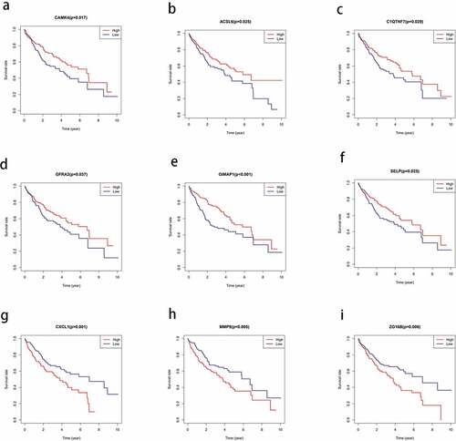 Figure 4. Correlation between the expression levels of the differentially expressed genes (DEGs) selected from The Cancer Genome Atlas (TCGA) and overall survival rate. the total survival time of the high expression group was compared with that of the low expression group using kaplan-meier survival curve (P < 0.05)