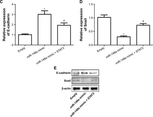 Figure 6 Upregulation of STAT3 inhibited miR-148a mimic-induced inhibition of cell proliferation and invasion in A549 cells.