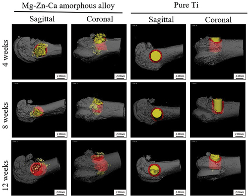 Figure 11. Sagittal, coronal, and three-dimensional reconstruction of bone defect repair in vivo. The amount of new bone (red) increased gradually with time and was significantly higher, and the implants (yellow) gradually degraded.