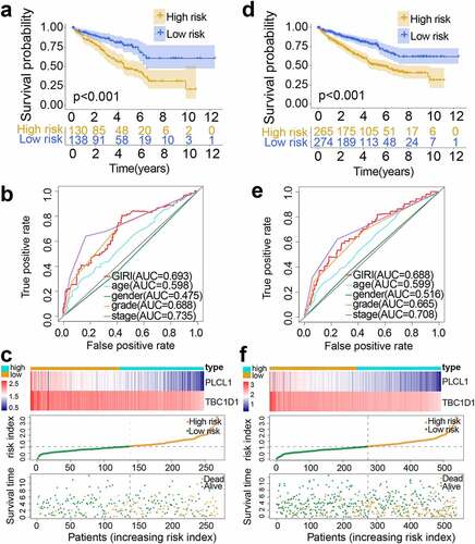 Figure 3. Performance validation of genomic instability-derived risk index (GIRI). Kaplan-Meier survival plot of the high-risk GIRI and the low-risk GIRI in the test set (a) and the entire set (d). Comparison of time-dependent receiver operating characteristic curves among the GIRI, age, gender, tumor grade, and clinical stage in the test set (b) and the entire set (e). Distribution characteristics of gene expression, GIRI, and vital status between high-risk and low-risk groups in the test set (c) and the entire set (f)