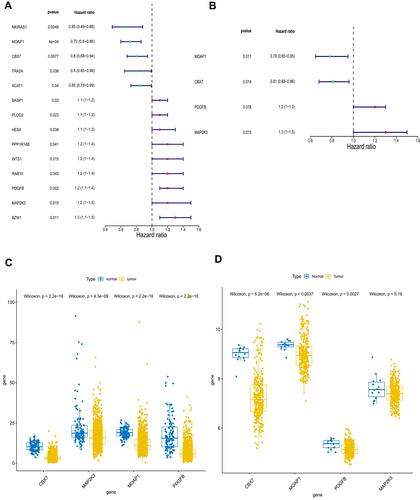 Figure 4 Identification of key genes associated with prognosis of lung cancer. (A) Fourteen genes and (B) four genes were related to prognosis by univariate Cox regression algorithm analysis and multivariate Cox regression algorithm analysis, respectively. The expressions of MOAP1, CBX7, PDGFB, and MAP2K3 were downregulated in both The Cancer Genome Atlas (TCGA) dataset (C) and the GSE30219 lung cancer samples (D). P values less than 0.05 are considered significant.