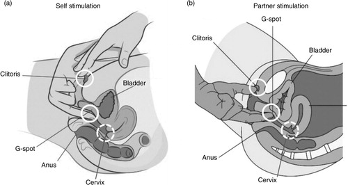 Fig. 4 Relative dexterity in stimulating external and internal pelvic structures associated with orgasm from (a) manual self-stimulation, and (b) manual partner stimulation. Adapted from Bodysculptor.com and reprinted with permission.
