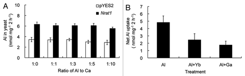 Figure 1 Effect of Ca, Yb and Ga on Al uptake by Nrat1 in yeast. (A) Effect of Ca2+ on the transport activity of Al ion by Nrat1. Yeast cells expressing Nrat1 were exposed for two hours to a solution (pH 4.2) containing 50 µM AlCl3 in the absence or presence of different concentrations of Ca (50, 150, 250 or 500 µM as CaCl2). (B) Effect of Yb and Ga on Al transport activity by Nrat1. Yeast cells expressing Nrat1 were exposed for two hours to a solution containing 50 µM AlCl3 at pH 4.2 in the absence or presence of equal concentration of Yb or Ga. The Al concentration in the yeast was determined by atomic absorption spectrophotometer after digested with 2 N HCl. Data are means ± SD of three biological replicates.