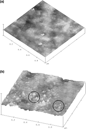 Figure 6. AFM topographical images of TFD-co-TFE thin films on Si(100) substrate by sol--gel spin coating process (a) As deposited (xerogel) film and (b) xerogel film annealed at 400°C/1 h (scan area 1 µm × l µm, Z axis = 100 nm)
