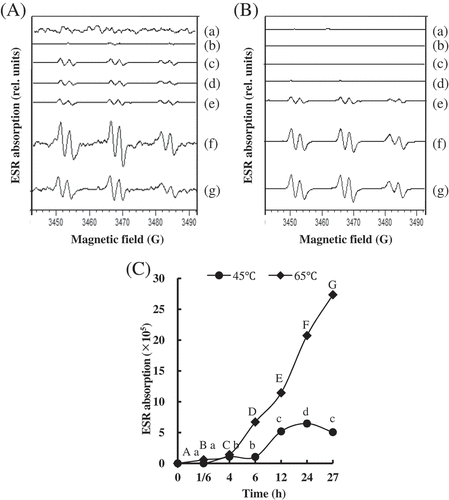 Figure 5. Changes in production of free radicals in Patinopecten yessoensis adductor muscle (PYAM) during the heat treatment of 45°C and 65°C. (A) ESR spectra of the PYAM sample homogenate with 40 mM POBN during the heat treatment of 45°C; (B) ESR spectra of the PYAM sample homogenate with 40 mM POBN during the heat treatment of 65°C; (C) diagram of ESR absorption of the PYAM sample homogenate with 40 mM POBN. (a) 0 h, (b) 1/6 h, (c) 4 h, (d) 6 h, (e) 12 h, (f) 24 h, and (g) 27 h. Different letters mean differences (p < 0.05).