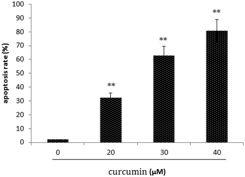 Figure 2. Effect of curcumin on SKOV3 cell apoptosis. Data are presented as mean ± SD (n = 3). **p < 0.01.