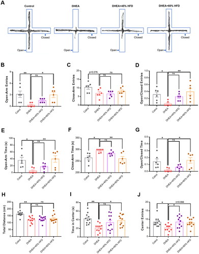 Figure 4. Effect of high-fat diet on anxiety- and depressive-like behaviors in DHEA-induced PCOS rats. (A) Representative activity traces of rats in the elevated plus maze test. (B) Frequency of entries into open arm. (C) Frequency of entries into close arm. (D) Entries into open-to-close arm ratio. (E) Time spent in open arm. (F) Time spent in close arm. (G) Time spent in open-to-close arm ratio. (H) Total distance moved. (I) Time spent in the center zone. (J) Frequency of entries into the center zone. *p < 0.05, **p < 0.01, compared as indicated. ns: not statistically significant.