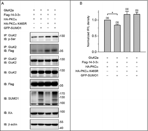 Figure 5. PKC SUMOylation decreases the level of GluK2a phosphorylation. (A) Western blot analyses of immunoprecipitates and cell lysates from HEK293T cells cotransfected with Flag-tagged 14–3–3τ, GluK2, PKCα or the SUMOylation-deficient K465R PKCα, with or without GFP-SUMO1. Whole-cell lysates were immunoprecipitated with an anti-GluK2 antibody and blotted with anti-phospho-(Ser), anti-Flag or anti-GluK2 antibodies. The blot is representative of 3 independent experiments. (B) Quantification of Western blots in (A). Data are means ± SEM, *P < 0.05.