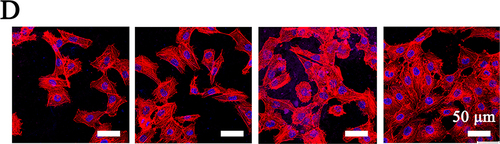 Figure 5 Results of in vitro cytocompatibility testing. (A) CCK-8 assay and (B) cell viability on hydrogels after 1, 3 and 5 days of culture. (C) Images of live/dead staining of cells following incubation on hydrogels. (D) Images taken using a confocal laser scanning microscope (CLSM) show HUVECs stained with rhodamine-coupled phalloidin (red) and DAPI (blue) after three days of growth. A one-way ANOVA was used to determine statistical significance: *p < 0.05, **p < 0.01.