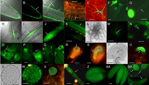 Figure 1 The expression patterns of CLE14 and CLE20 analyzed by translational fusion of GFP to the CLE gene; driven by the CLE promoter. (A–G) expression patterns for CLE14. (A, B or C) the root tip (A and B), or root mature region (C) of a 7-day-old transgenic seedling; (D) hypocotyl region of a 7-day-old transgenic seedling; (E–G) GFP signals from a trichome (E), from mature anthers (F) and in a germinating pollen grain from the plant harboring a pCLE14::CLE14-GFP construct. (H–BB) expression patterns for CLE20. (H and I) GFP signals in the lateral root initiation sites of 7-day-old transgenic seedlings; (J) a young lateral root; (K) mature region of a root from a 10-day-old transgenic seedling; (L–N) cross-sections of a 10-day-old transgenic root (L and M) and the inflorescence stem of a 5-week-old transgenic plant (N); (O–AA) CLE 20 expresses in floral organ sepals (O), petals (P), anthers (Q), inner integuments of immature (R and S) and mature (T and U) ovules, developing embryos at the globular stage (V–X), in the suspensor of a embryo at the heart stage (Y), in the mature embryos (Z and AA); (BB) a 3-day-old transgenic seedling. (L, T and V), differential interference contrast (DIC) bright field image; (A, C, H and I) overlay of GFP and DIC images; the remainder are viewed only for GFP. Arrows point to: epidermis in (B and D); a root hair in (C); a trichome in (E); an anther in (F and Q); a pollen tube in (G); lateral root initiation sites (H and I); the RAM in a young lateral root (J); protoxylem of the vascular tissues of the mature roots in (K–M) and stems in (N); a floral organ sepal in (O) and petal in (P); integuments of immature (R and S) and mature (T and U) ovules; suspensor of an embryo at the heart stage in (Y); root meristem, leaf primordia and cotyledons in (BB). Bar = 1 mm in (F, O–Q and BB). Bar = 50 µm for all others. (A–C and H–M) are from Meng et al (Figure 2).Citation7 The expression analyses of CLE14 and CLE20 were performed as described by Meng et al.Citation7
