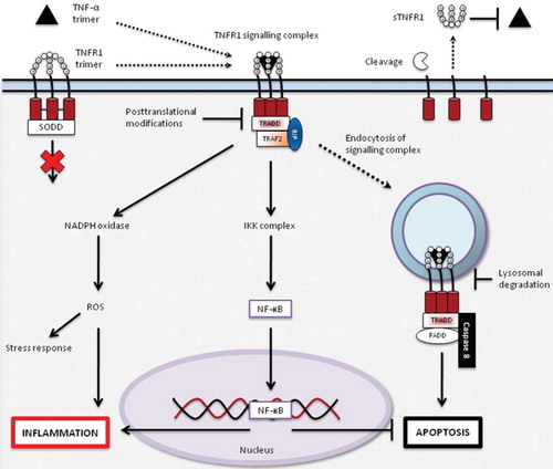 Figure 1. Signalling pathways activated by TNF-α binding to TNFR1. TNFR1 is expressed on the cell surface as a transmembrane receptor with four cysteine-rich domains (CRD) on the extracellular side and a death domain (DD) intracellularly. The first CRD is a pre-ligand assembly domain (PLAD) that interacts with PLADs from other TNFR1s to form receptor homotrimers, which without their ligand preferentially associate with inhibitory proteins in the cytoplasm, such as silencer of death domain (SODD) (Citation26,Citation28,Citation29). The binding of a TNF-α homotrimer leads to a change in relative positioning of the intracellular DDs, favouring assembly of a signalling complex by interaction of the TNFR1–TNF-α complex, TNFR1-associated death domain adaptor (TRADD) protein, receptor-interacting protein (RIP), and TNF-receptor-associated factor 2 (TRAF2) (Citation30). The interaction of this complex with other effector proteins leads to signalling through, among others, nicotinamide adenine dinucleotide phosphate oxidase (NADPH oxidase) and inhibitor of κB kinase complex (IKK complex), resulting in formation of reactive oxygen species (ROS) and liberation of nuclear factor kappa B (NF-κB) respectively, both of which contribute to the induction of the inflammatory response (Citation28,Citation31–34). The internalization of the signalling complex by endocytosis favours the assembly of a death-inducing signalling complex (DISC), consisting of the TNFR1–TNF-α complex, TRADD, Fas-associated death domain (FADD), and caspase-8, leading to the induction apoptosis, which in turn is inhibited by NF-κB activation (Citation30,Citation35). TNFR1 signalling is terminated by receptor endocytosis and degradation and post-translational modifications of the signal-transducing proteins (Citation36,Citation37). Cleavage of TNFR1 by matrix metalloproteinases (MMPs) on the cell surface results in the production of soluble TNFR1s (sTNFR1s) that are capable of binding free TNF-α trimers, possibly inhibiting TNF-mediated signalling (Citation37,Citation38).This figure is partly based on the article by Kimberley et al. (Citation60).