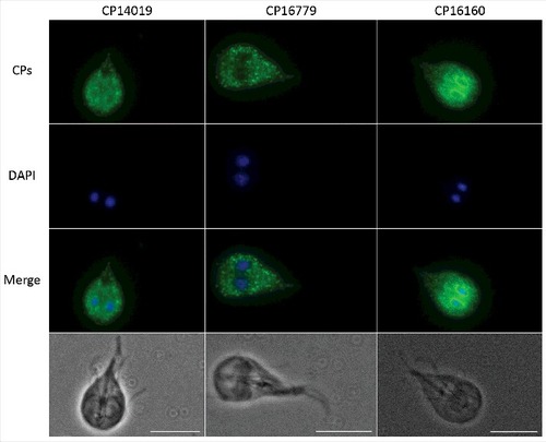 Figure 2. Localization of G. intestinalis cathepsin B-like cysteine proteases. The localization of 3xHA epitope-tagged cathepsin B-like cysteine proteases (CP14109, CP16160 and CP16779) by immunofluorescence microscopy. Transfectants were detected with a mouse anti-HA antibody conjugated to Alexa Fluor 488. Images were taken by a Zeiss Axioplan II Imaging fluorescence microscope and analyzed by ZEN 2.1 software. Bar = 10 µm.