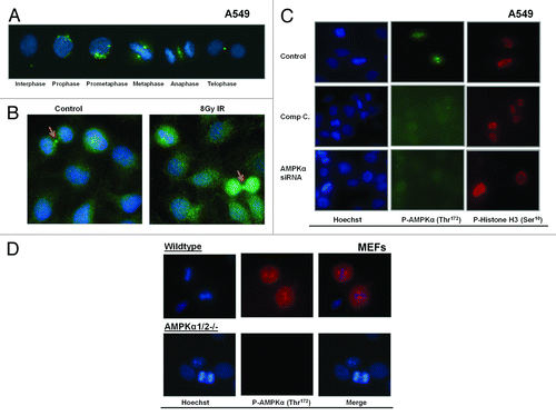 Figure 6. Active AMPK associates with the mitotic apparatus. (A) Untreated A549 cells were fixed and stained with Hoechst (blue) and an antibody that detects phosphorylated AMPKα on its Thr172 residue (green, 1:00 dilution, Cell Signaling). The cells were imaged at 40× progressing through each phase of mitosis. A representative image for each phase is shown. (B) A549 cells were left untreated or exposed to a single dose of 8Gy IR and imaged one hour later. IR enhanced nuclear and cytoplasmic AMPK phosphorylation (green) in mitotic (arrow) and interphase cells. (C) AMPK activity in A549 cells was inhibited using either the chemical agent compound C (Comp C, 1 μM, Calbiochem) or molecular knockdown of AMPKα with siRNA (Qiagen). AMPK phoshporylation (green) was present in untreated dividing cells, but blocked in cells treated with Comp C or AMPKα siRNA. Phosphorylated histone H3 (Ser10, in red 1:100 dilution, Cell Signaling), which occurs during chromosome condensation during mitosis, was used here are a marker of mitotic progression. Phospho-Ser10-H3 signal and mitosis were detected despite inhibition of AMPK. (D) Mouse embryonic fibroblasts (MEF) that are wild-type or lack AMPKα expression (AMPKα1/2−/−) were fixed and stained with Hoechst (blue) and an antibody that detects phosphorylated AMPKα on its Thr172 residue (red). Dividing and non-dividing cells were imaged at 40× and a representative section of cells are shown.