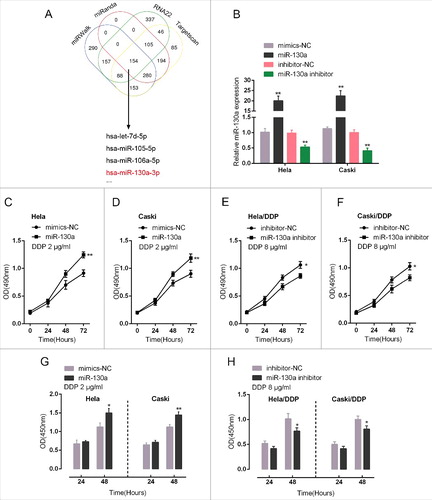 Figure 2. Effect of miR-130a in cervical cancer cell chemoresistance to DDP (A) Online tools including miRWalk, miRanda, RNA22 and Targetscan were used to screen for the candidate miRNAs potentially target CTR1, including let-7d, miR-105, miR-106a and miR-130a. (B) miR-130a mimics or miR-130a inhibitor was transfected into HeLa and CaSki cells to achieve miR-130a overexpression or miR-130a inhibition, as verified using real-time PCR assays. (C)-(F) The cell viability of miR-130a mimics-transfected HeLa and CaSki cell upon 2 μg/ml DDP treatment and miR-130a inhibitor-transfected HeLa/DDP and CaSki/DDP cell upon 8 μg/ml DDP treatment was determined using MTT assays. (F)-(G) The DNA synthesis capability of miR-130a mimics-transfected HeLa and CaSki cell upon 2 μg/ml DDP treatment and miR-130a inhibitor-transfected HeLa/DDP and CaSki/DDP cell upon 8 μg/ml DDP treatment was determined using BrdU assays. The data are presented as mean ± SD of three independent experiments. *P<0.05, **P<0.01.