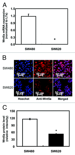 Figure 1. Protein and mRNA expression of Wnt5a in non-metastatic human colon cancer cell line SW480 and highly metastatic cell line SW620. (A) Relative mRNA expression of Wnt5a in SW480 and SW620 presented as the ratio to the housekeeping gene L7a (n = 3). mRNA was analyzed using real-time RT-PCR. The values are presented as the mean ± SEM *p < 0.05 when comparing SW620 to SW480. (B) Wnt5a protein expression in SW480 and SW620 using immunofluorescent staining. Wnt5a protein was analyzed after immunofluorescent staining using an antibody against Wnt5a and an Alexa Fluor 647-labeled secondary antibody (red). The coverslips were also counterstained with Hoechst 33342 fluorescent stain to detect the nucleus (blue). The two pictures were overlaid to show Wnt5a staining on top of the nuclear staining (merged). (C) Quantification of immunofluorescent staining of Wnt5a (stained in red) in SW480 and SW620. Over 20 cells per slide were randomly chosen for quantification. Data was shown as relative intensity per pixel based on AxioVision4.7 software. The values are presented as the mean ± SEM, *p < 0.05 when comparing SW620 to SW480.