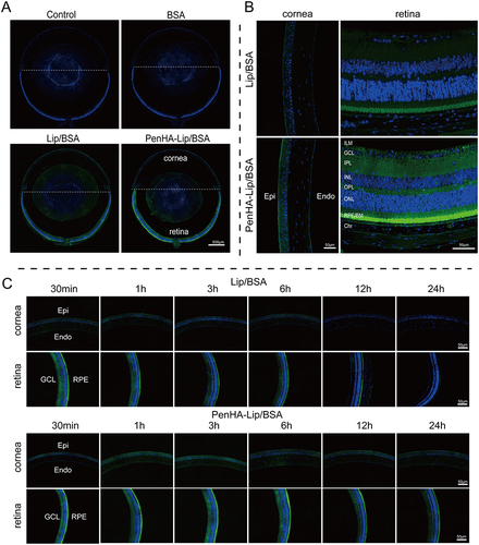 Figure 7 The intraocular distribution of macromolecular cargos carried by different liposome eye drops. (A) Fluorescence distribution in the whole eye at 30 min (scale bar = 500 μm). (B) Fluorescence distribution in cornea and retina at 30 min (scale bar = 50 μm). (C) Dynamic fluorescence distribution in cornea and retina during 24 h (scale bar = 50 μm).