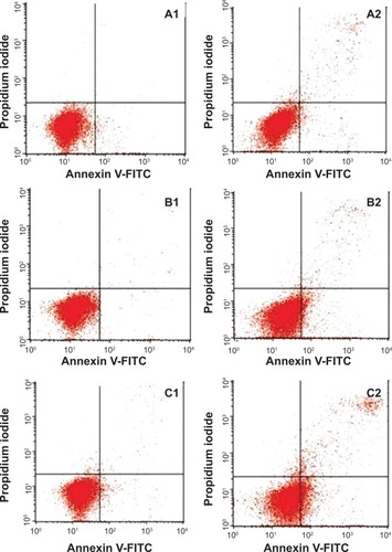 Figure 4 Flow cytometric analysis of induction of apoptosis in Jurkat cells by Fe3O4 MNPs after staining with FITC-conjugated Annexin V and propidium iodide. (A1–C1) Untreated (control) Jurkat cells after 12, 24, and 48 hours of incubation, respectively. (A2–C2) Effects of 12, 24, and 48 hours of treatment with Fe3O4 MNPs, respectively.Abbreviations: Fe3O4 MNPs, magnetic iron oxide nanoparticles; Annexin V-FITC, annexin V-conjugated fluorescein isothiocyanate.