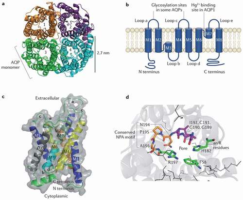 Figure 1. Structure of aquaporins. (a) A top view of the extracellular face of an aquaporin 1 (AQP1) homotetramer, with monomers labeled 1–4, based on the X‑ray structure of bovine AQP1 (Protein Data Bank (PDB) code: 1J4N). The tetrameric structure was modeled by the interactive PDBePISA (proteins, interfaces, structures and assemblies) tool. (b) A schematic of AQP membrane topography. Both the amino and carboxyl terminals of AQP1 are located in the cytoplasm [Citation6,Citation7]. (c)Structure of the bovine AQP1 monomeric unit, which shows key helical domains (labeled M1–M8) and connecting linkers (labeled a–e). (d)A view into the extracellular vestibule of bovine AQP1. The constriction region (in green) is made up of aromatic and arginine residues (known as the ar/R constriction; residues Phe58, His182 and Arg197); extracellular Asn‑Pro‑Ala (NPA) residues (Asn194, Pro195 and Ala196) are shown in orange; backbone α‑carbonyl hydrogen‑bond acceptors (Ile192, Cys191, Gly190 and Gly189) are shown in violet; and hydrophobic side chains comprising nonpolar amphipathic surface are shown in black. Figure and description are from Verkman et al. (2014) [Citation8]. License Number 4916061052663