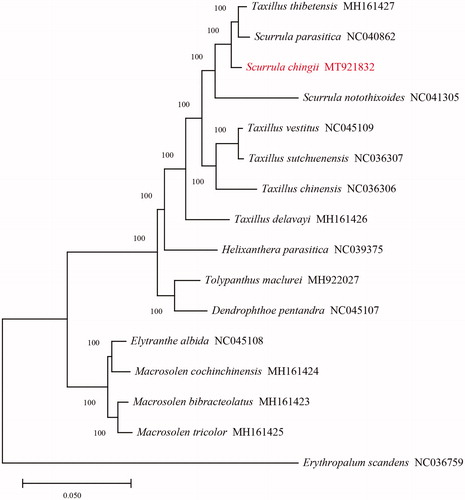 Figure 1. Maximum-likelihood phylogenetic tree based on 15 complete cp genomes ofLoranthaceae. The outgroup is Erythropalum scandens. Numbers above nodes indicate bootstrap support valueswith 1,000 replicates.