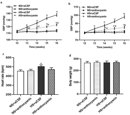 Figure 1. Effect of anthocyanin by chronic bilateral PVN infusion on blood pressure and heart rate in rats with salt-induced hypertension. The rats fed 8% high salt diet (HS) and the rats fed 0.9% normal salt diet (NS) were treated with vehicle (aCSF, 0.4 μL/h) or anthocyanin (10 mg/kg, 0.4 μL/h) into the bilateral PVN of rats. Systolic blood pressure (SBP) (a) and diastolic blood pressure (DBP) (b) were measured from 12 to 16 weeks of age by tail-cuff plethysmography. Data were expressed as the means ± S.E.M (n = 6/group). *P < .05 vs NS+aCSF or NS+anthocyanin; #P < .05 vs HS+aCSF. (c and d) Heart rate and body weight were measured in 16-week-old rats. *P < .05 vs others.