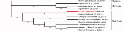 Figure 1. The phylogenetic tree of P. nepalensis and the other 11 plant species. The external group was Robinia pseudoacacia. The numbers on the branches represent the confidence in the relationship between the two species.
