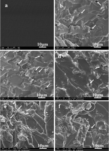 Figure 3. SEM images of fracture surfaces for ESO/18C-g-MCC composites with different 18C-g-MCC contents: (a) 0%, (b) 5%, (c) 10%, (d) 15%, (e) 20% and (f) 25%.