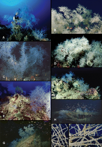 Figure 2 In situ photographs of Antipathella subpinnata. A, colony with shark's egg. Portofino. Photo Andrea Ghisotti. B, colonies offering refuge to some Anthias anthias. Messina Strait. Photo Gianni Neto. C, colonies photographed by ROV at 90 m depth in Portofino. Sponges Axinellae spp. present at the base of the coral. Courtesy of Prof. Riccardo Cattaneo‐Vietti. D, big colonies of white A. subpinnata. Messina Strait. Photo Francesco Turano. E, colony on the rocky substrate of Favazzina, Messina Strait (62 m depth). Colonies of Paramuricea clavata in the background. Photo Gianmichele Iaria. F, Capraia Island. Photo Andrea Ghisotti. G,H, colonies on the wreck “Ravenna”, Imperia (75–90 m depth). Photos Aldo Ferrucci, courtesy of Cristiano Aicardi. I, macro photos showing the expanded living polyps. “Scoglio della Formica”, S. Flavia. Photos Santo Tirnetta.