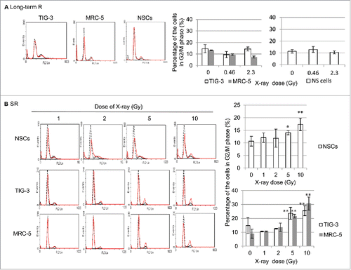 Figure 7. G2 cell cycle arrest after high doses of SR. (A) FACS results of PtdIns staining in unirradiated (dotted lines) and irradiated TIG-3, MRC-5, and NSCs (dot lines) after long-term FR (left panel). Percentage of cells in G2/M phase (right graph). (B) FACS results of PtdIns staining in unirradiated (dotted lines) and irradiated TIG-3, MRC-5, and NSCs (dot lines) (left panel). Percentage of cells in G2/M phase (right panel).