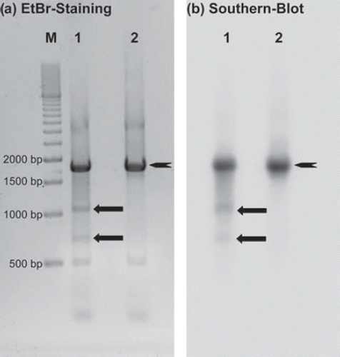 Figure 4. DSB analysis of a 1695 bp DNA fragment Display full size containing the target sequence for TFO-GAPDH. Samples were separated in a 1% agarose gel and visualized by ethidium bromide staining (a) and Southern blotting (b). M: marker; Lane 1: Target fragment + I-125-TFO-GAPDH; Lane 2: Non-sense sample containing the target fragment + non-binding I-125-TFO. Breakage fragments Display full size of 1024 bp and 681 bp length.
