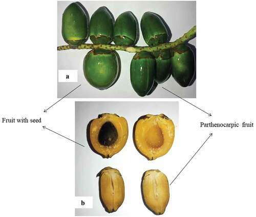 Figure 3. Fresh fruits in the bunch (a) and an inner view of seeded and parthenocarpic fruits (b).